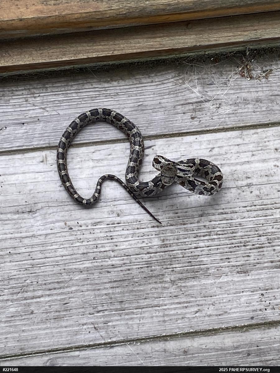 Eastern Ratsnake