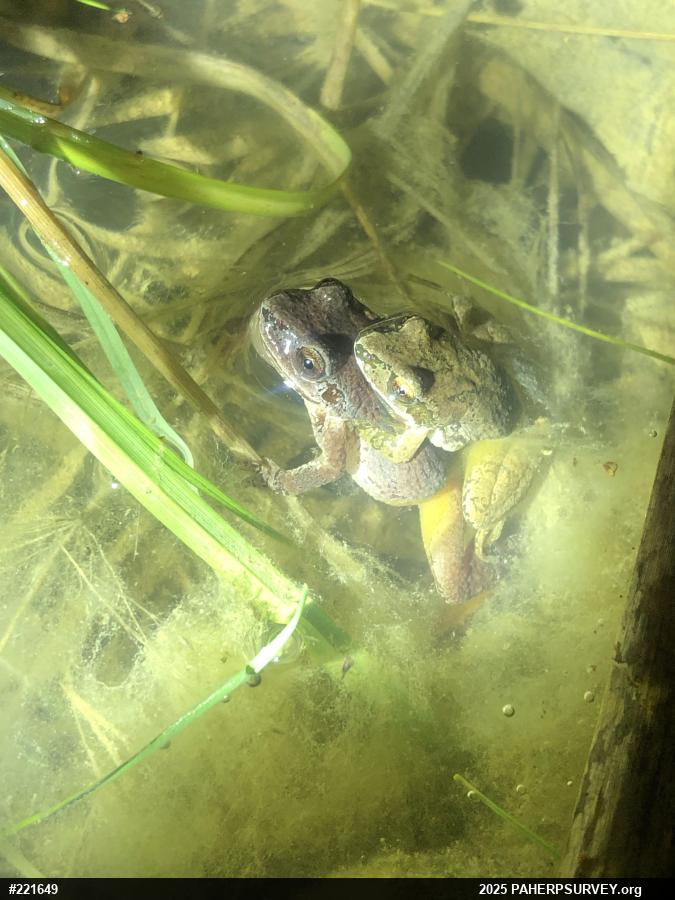Mountain Chorus Frog