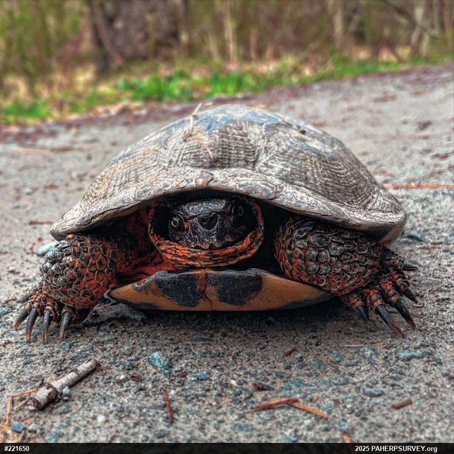 Wood Turtle