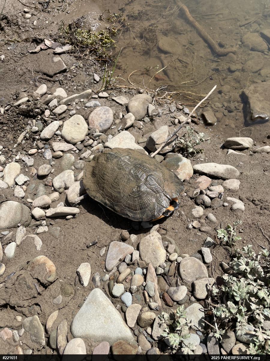 Wood Turtle