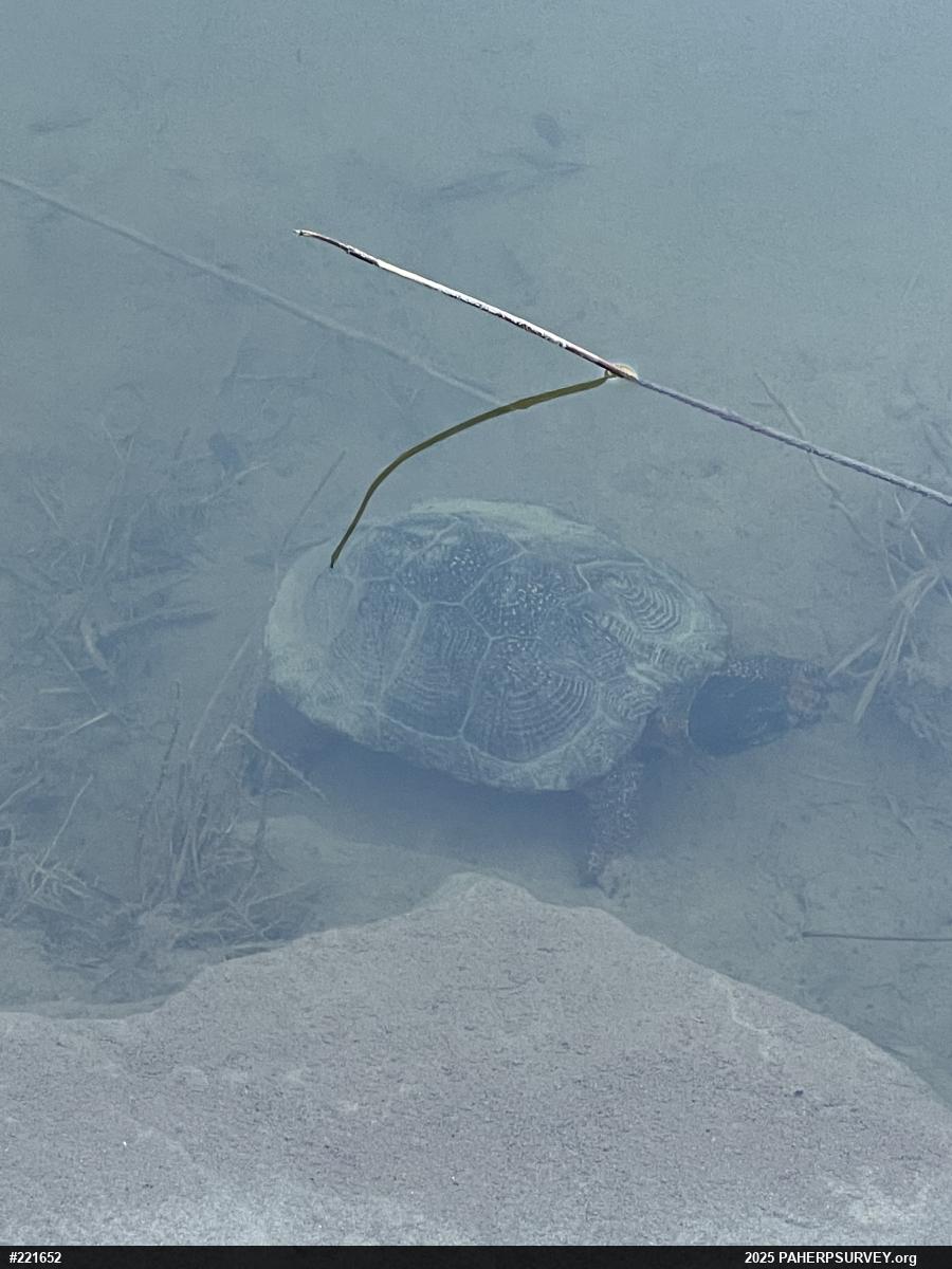 Wood Turtle