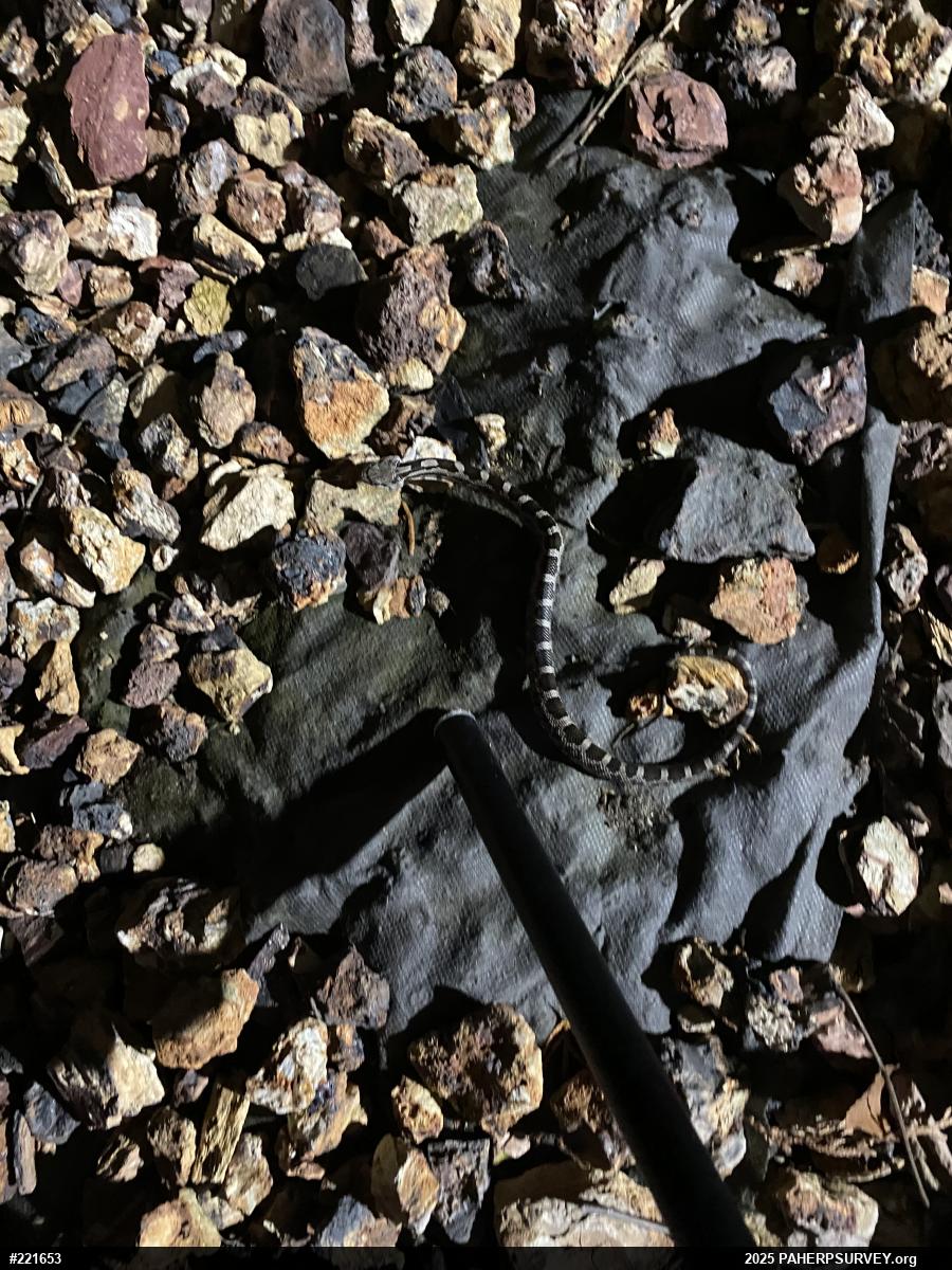 Eastern Ratsnake