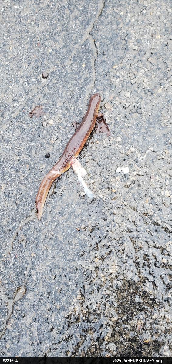 Northern Spring Salamander