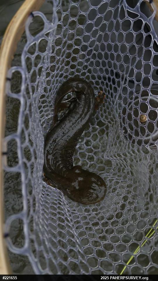 Eastern Hellbender