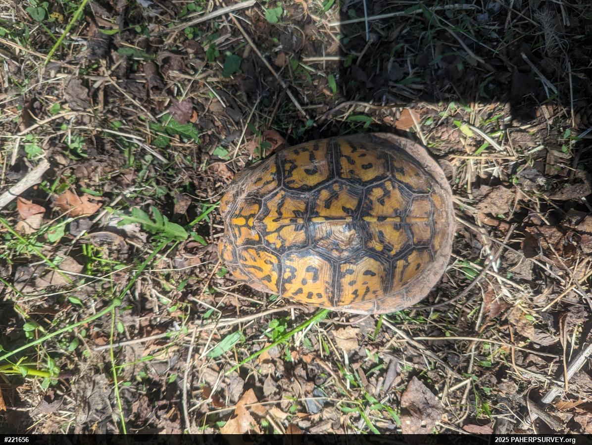 Eastern Box Turtle