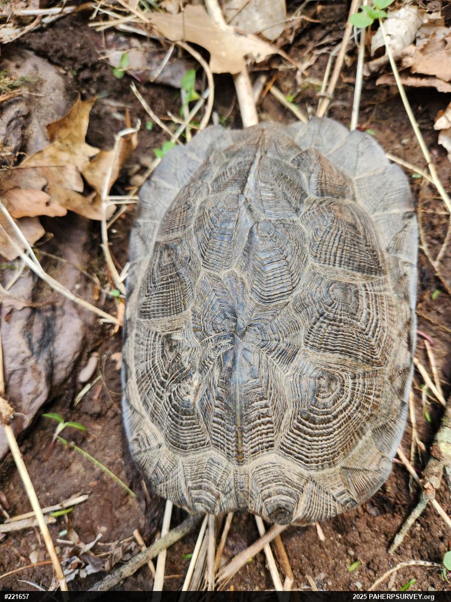 Wood Turtle