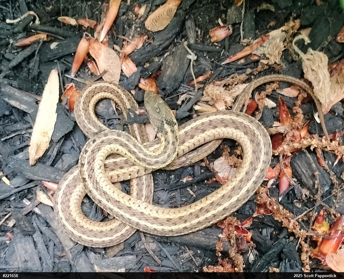 Eastern Gartersnake
