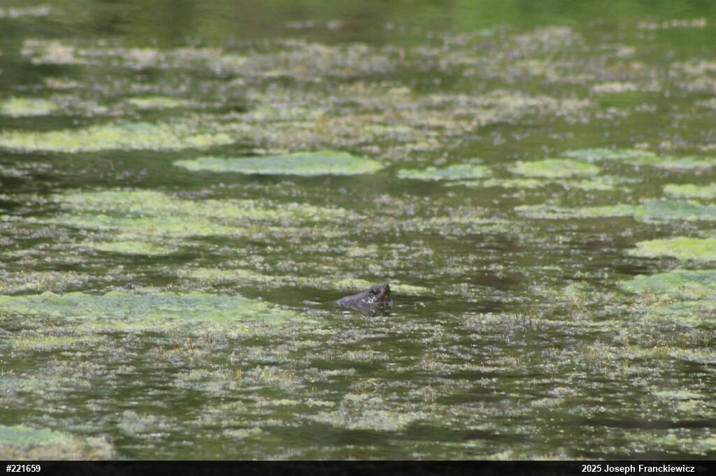 Snapping Turtle