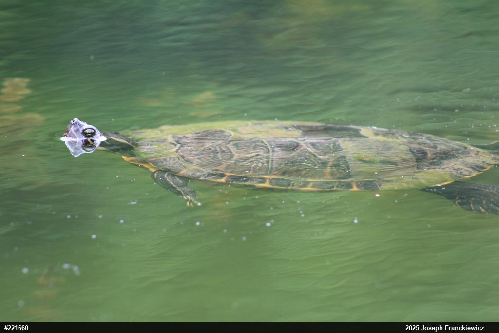 Redbelly Turtles