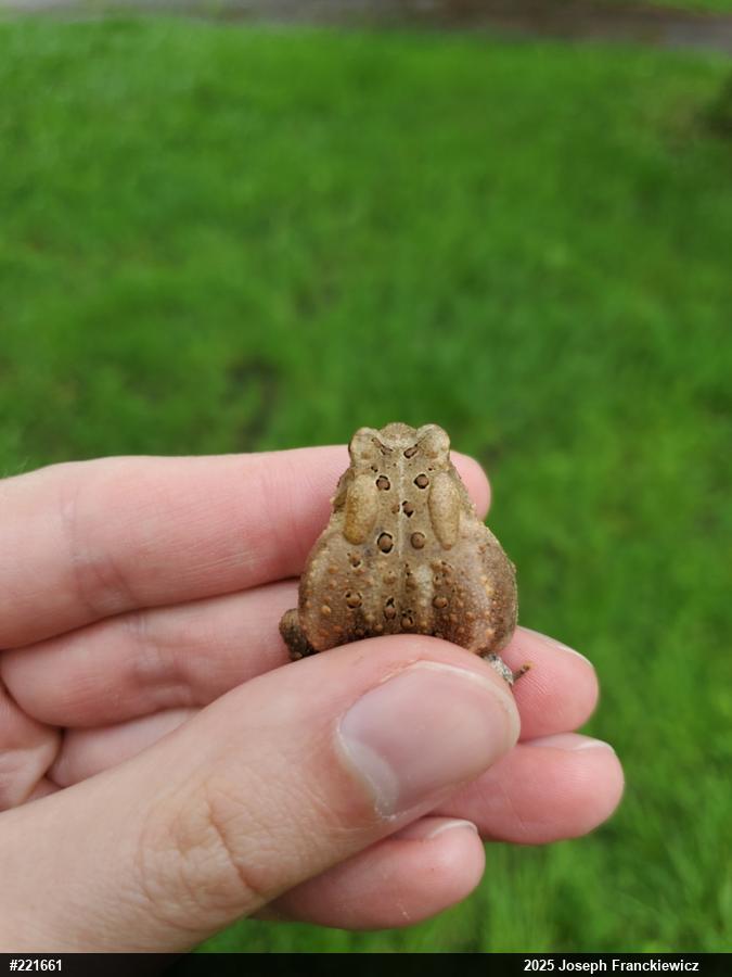 Eastern American Toad