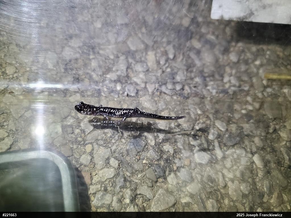 Northern Slimy Salamander
