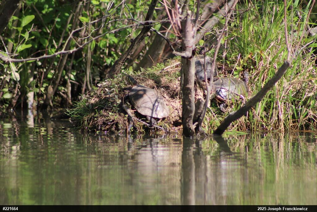 Midland Painted Turtle