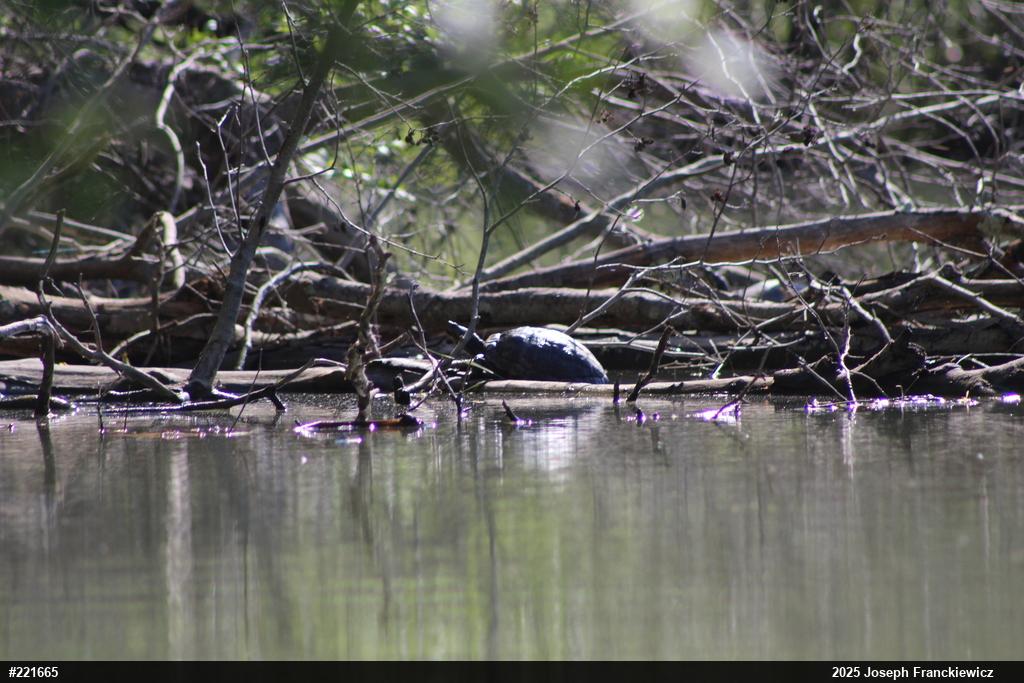 Pond Slider