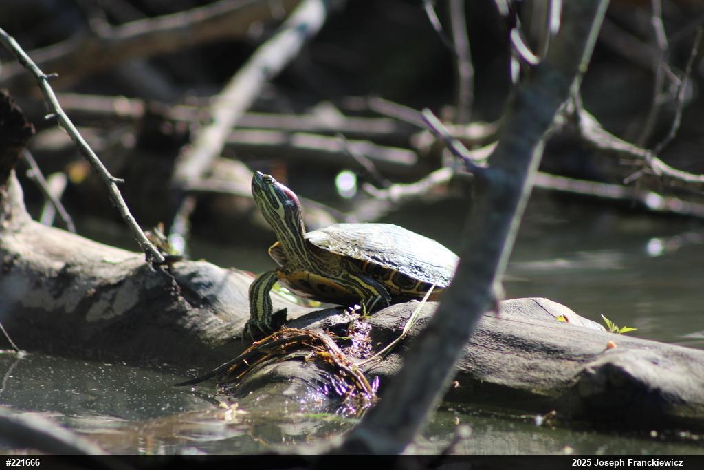 Red-eared Slider