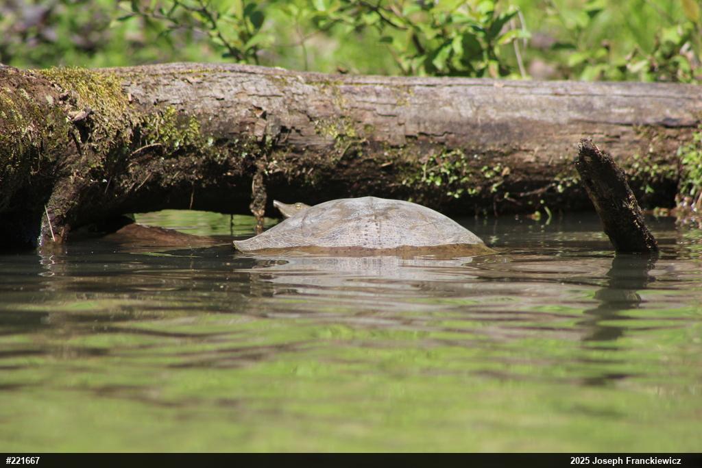 Eastern Spiny Softshell