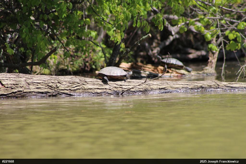 Pond Slider