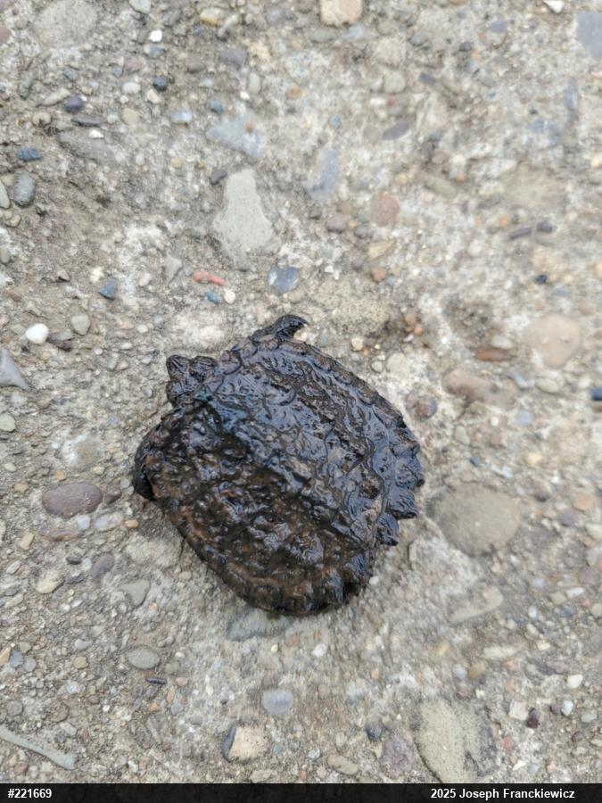 Snapping Turtle
