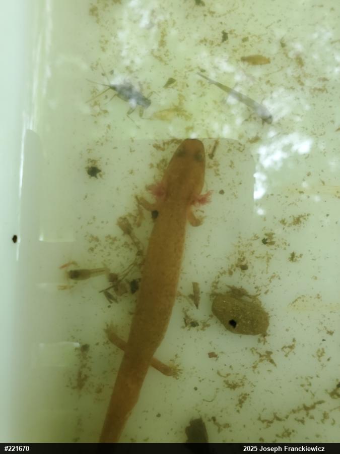 Northern Spring Salamander