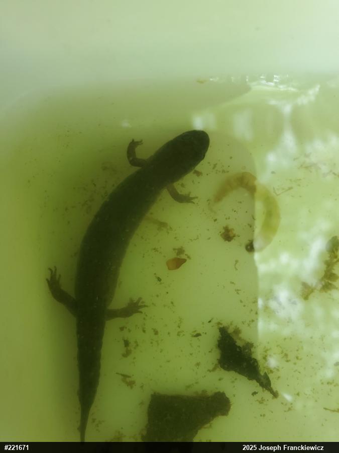 Northern Dusky Salamander