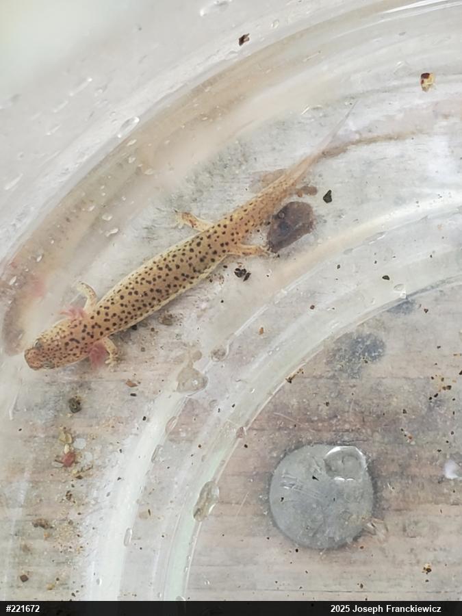 Northern Red Salamander