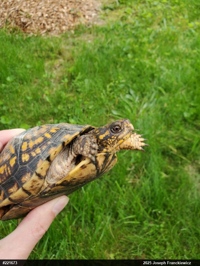 Eastern Box Turtle
