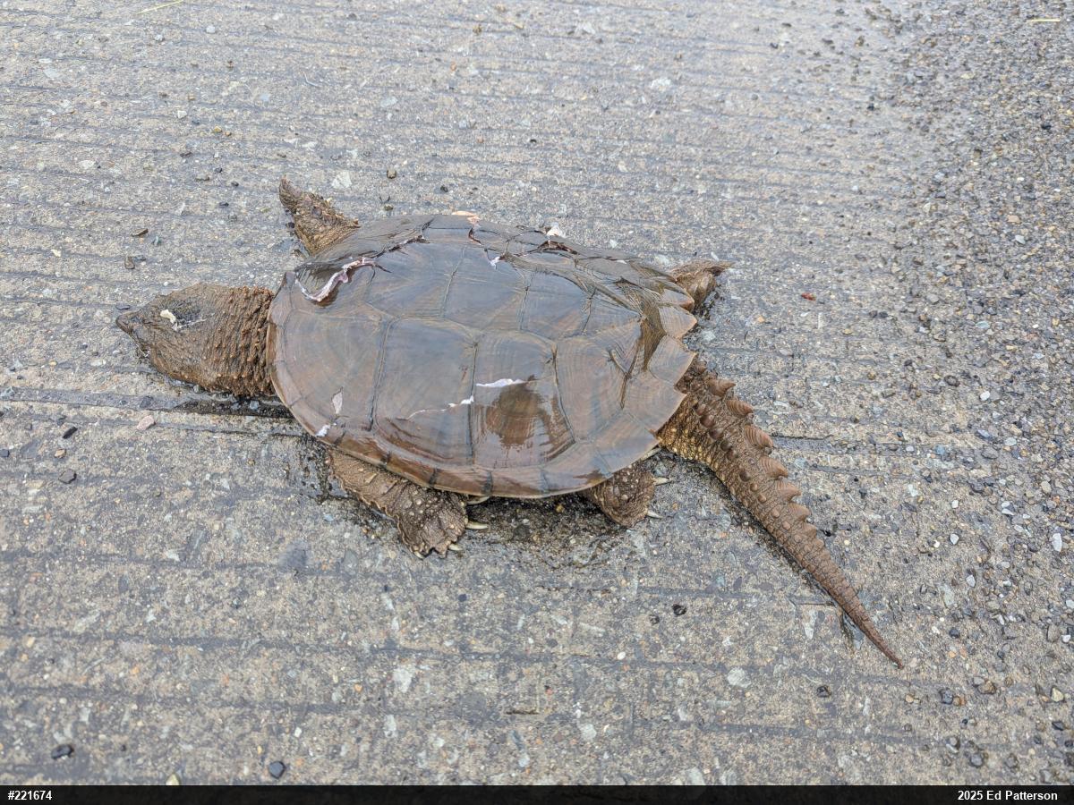 Snapping Turtle