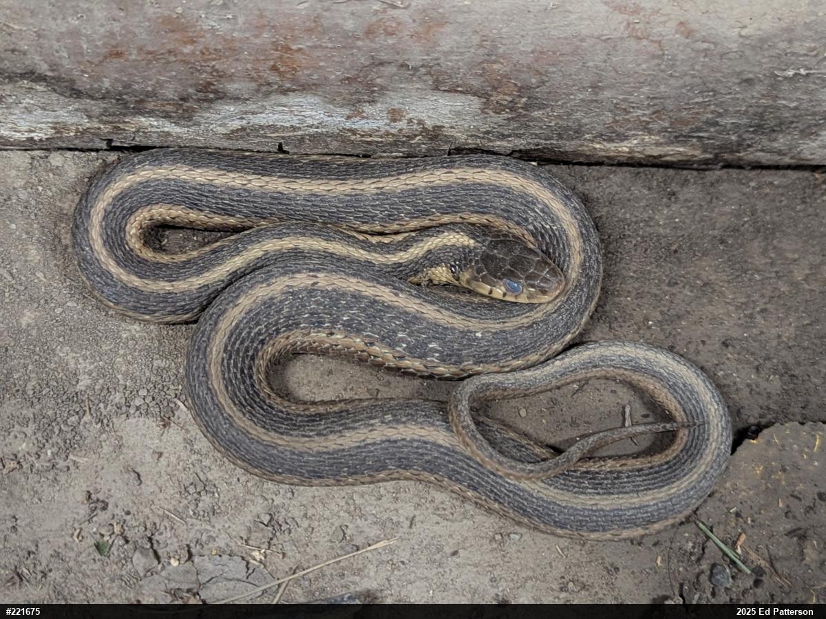 Eastern Gartersnake
