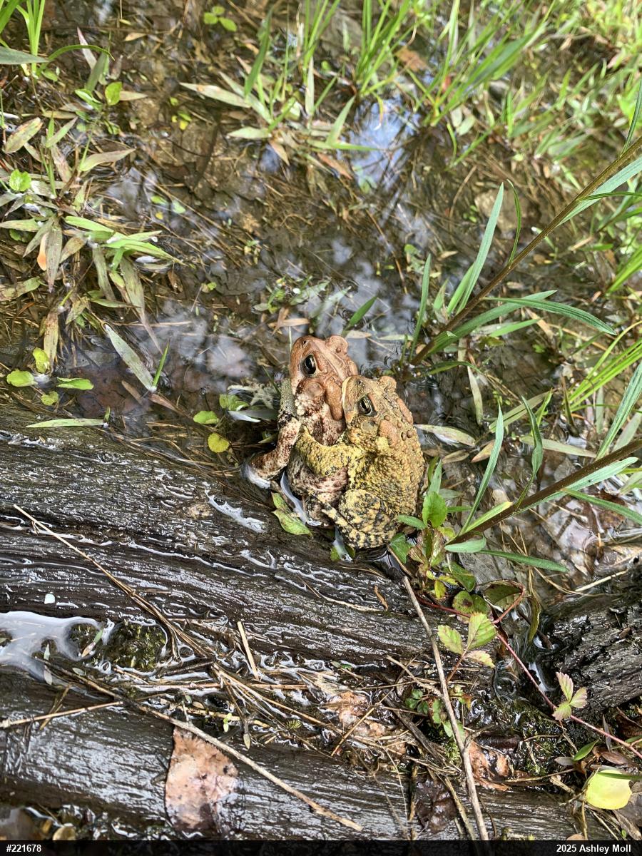 Eastern American Toad