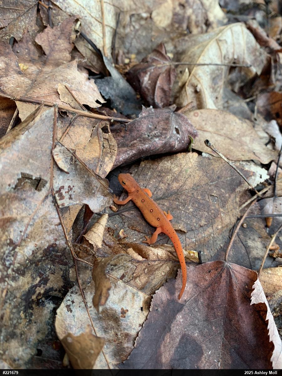 Red-spotted Newt