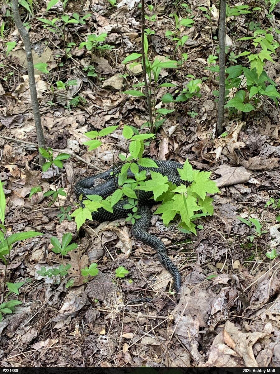 Eastern Ratsnake