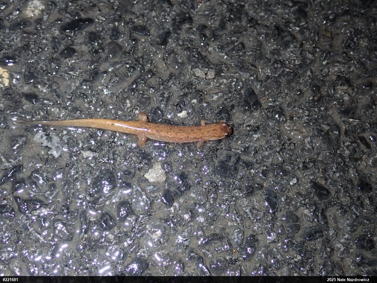 Northern Dusky Salamander