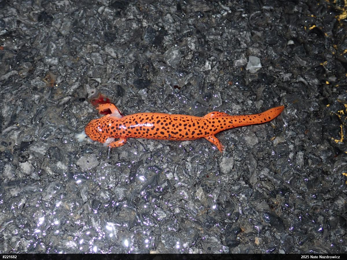 Northern Red Salamander