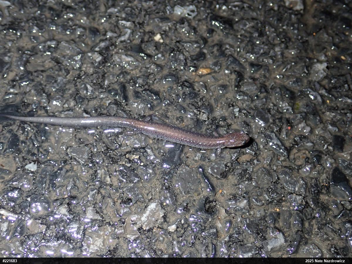 Valley And Ridge Salamander