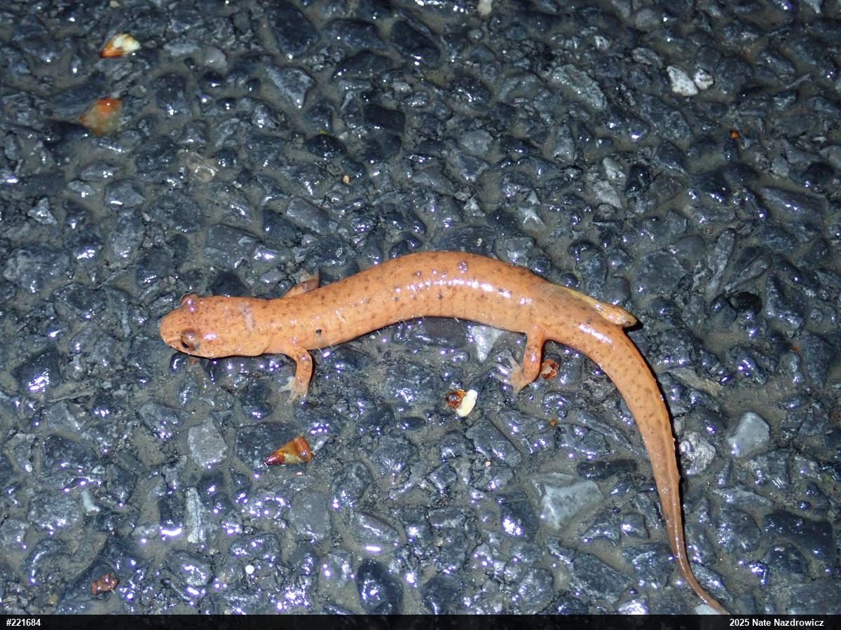 Northern Spring Salamander