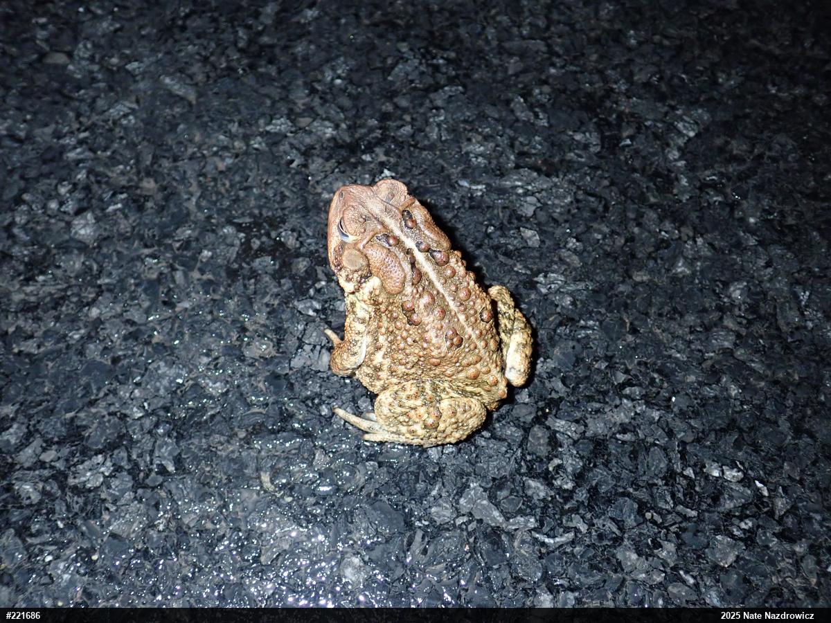 Eastern American Toad