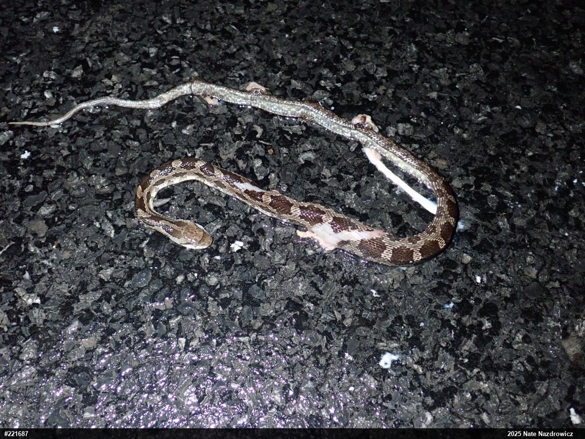 Eastern Ratsnake