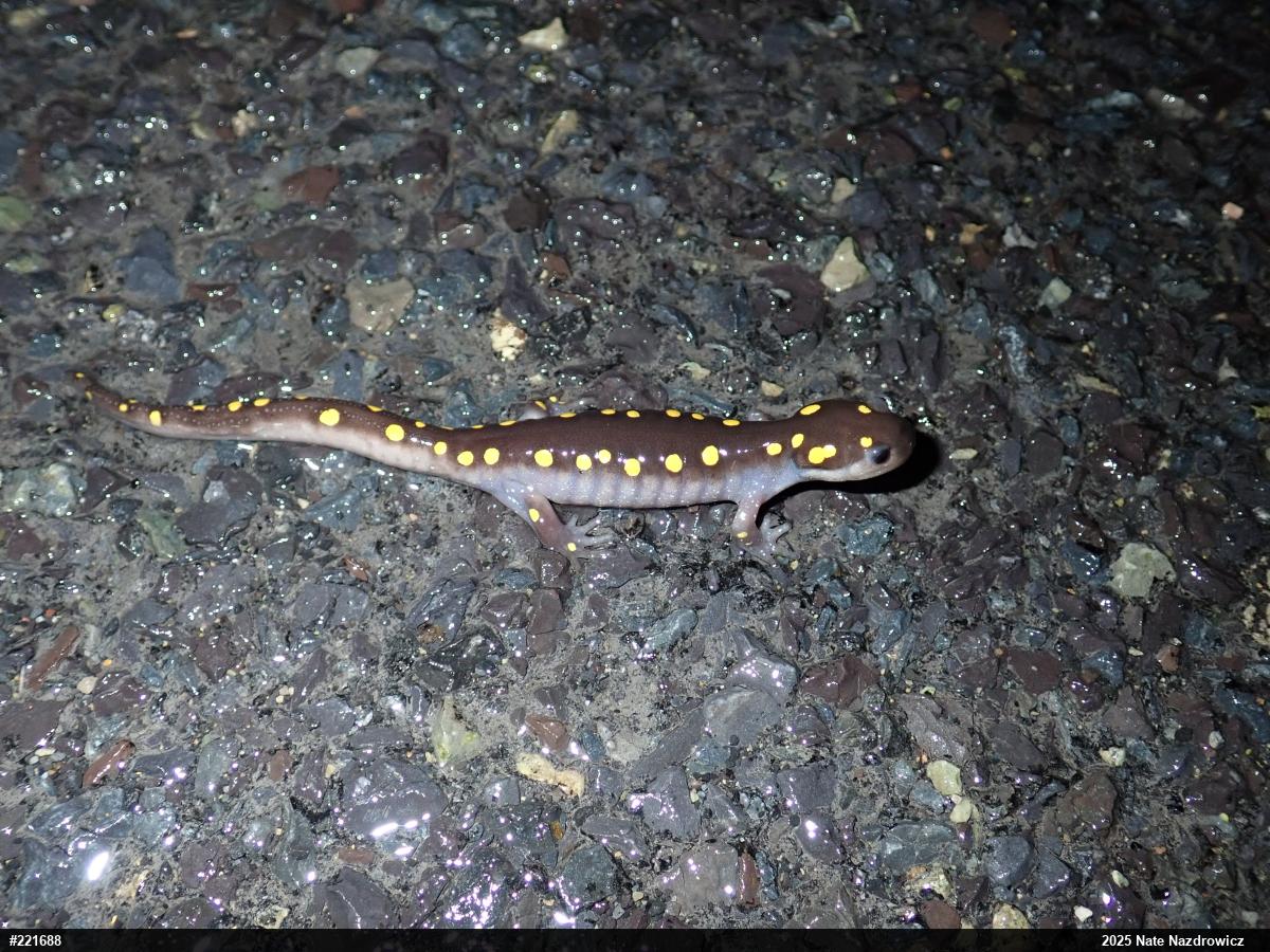 Spotted Salamander