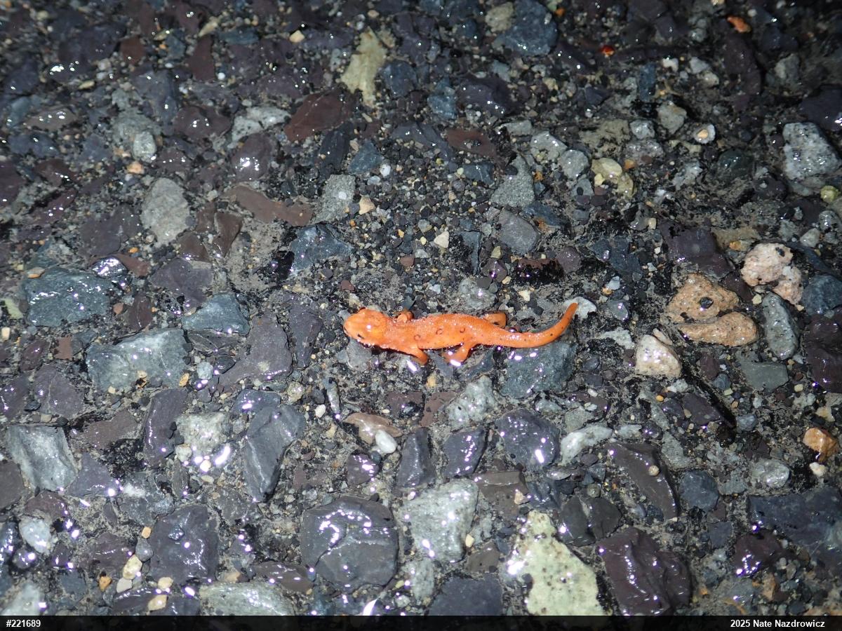 Red-spotted Newt