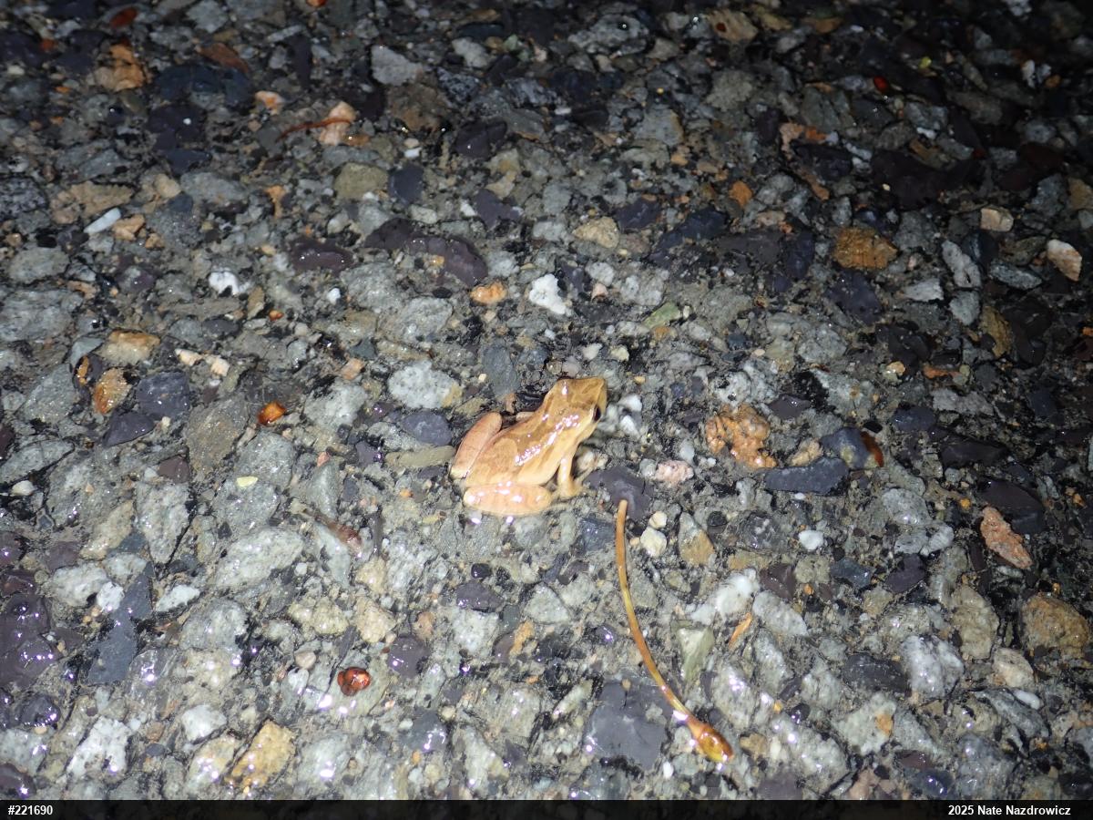 Spring Peeper