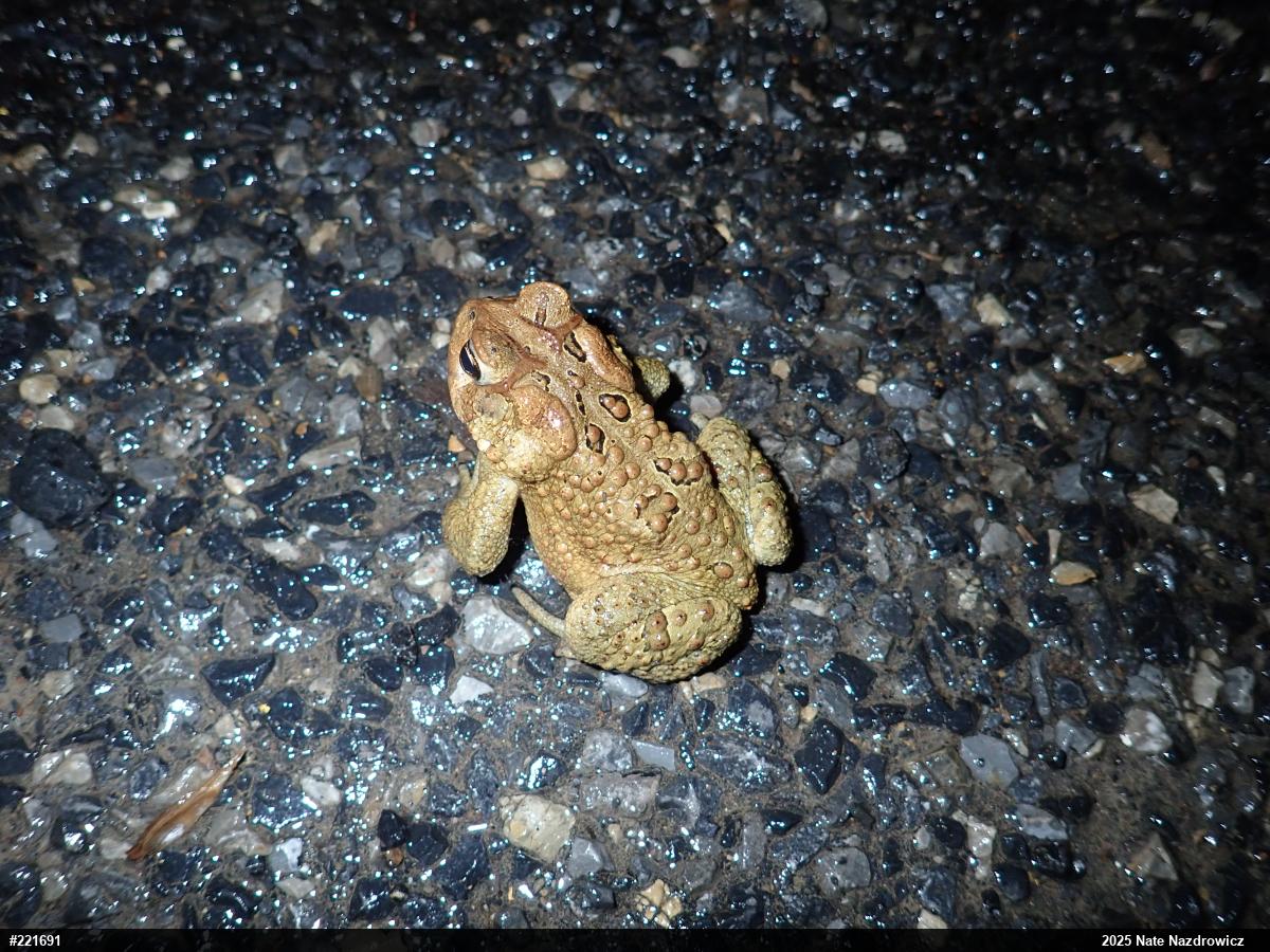 Eastern American Toad