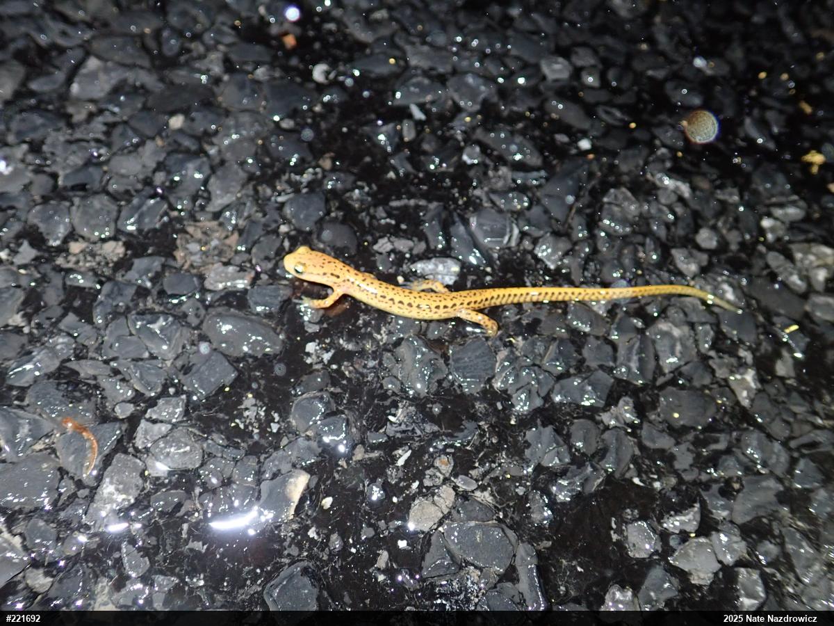 Eastern Long-tailed Salamander