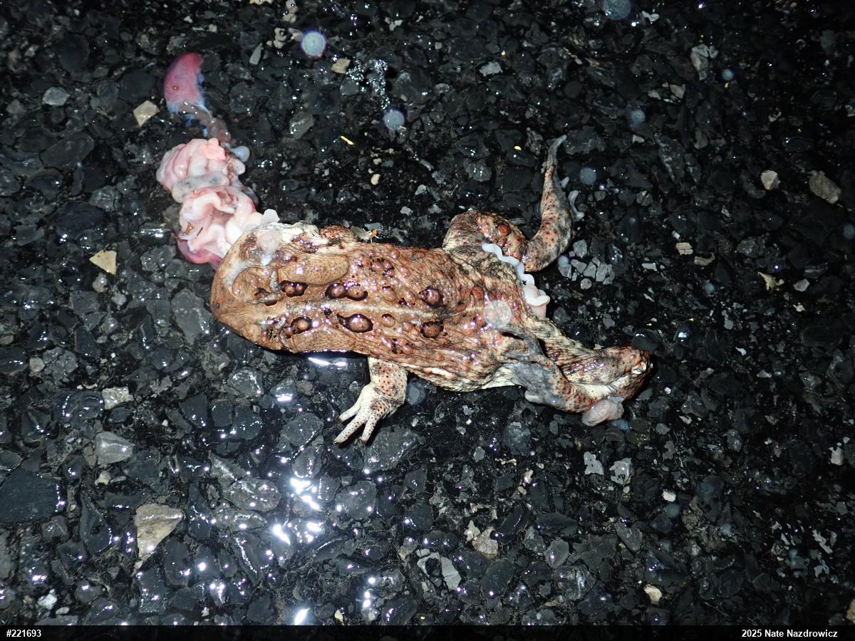 Eastern American Toad