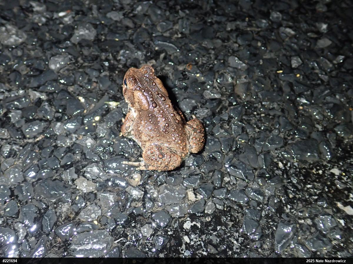Eastern American Toad