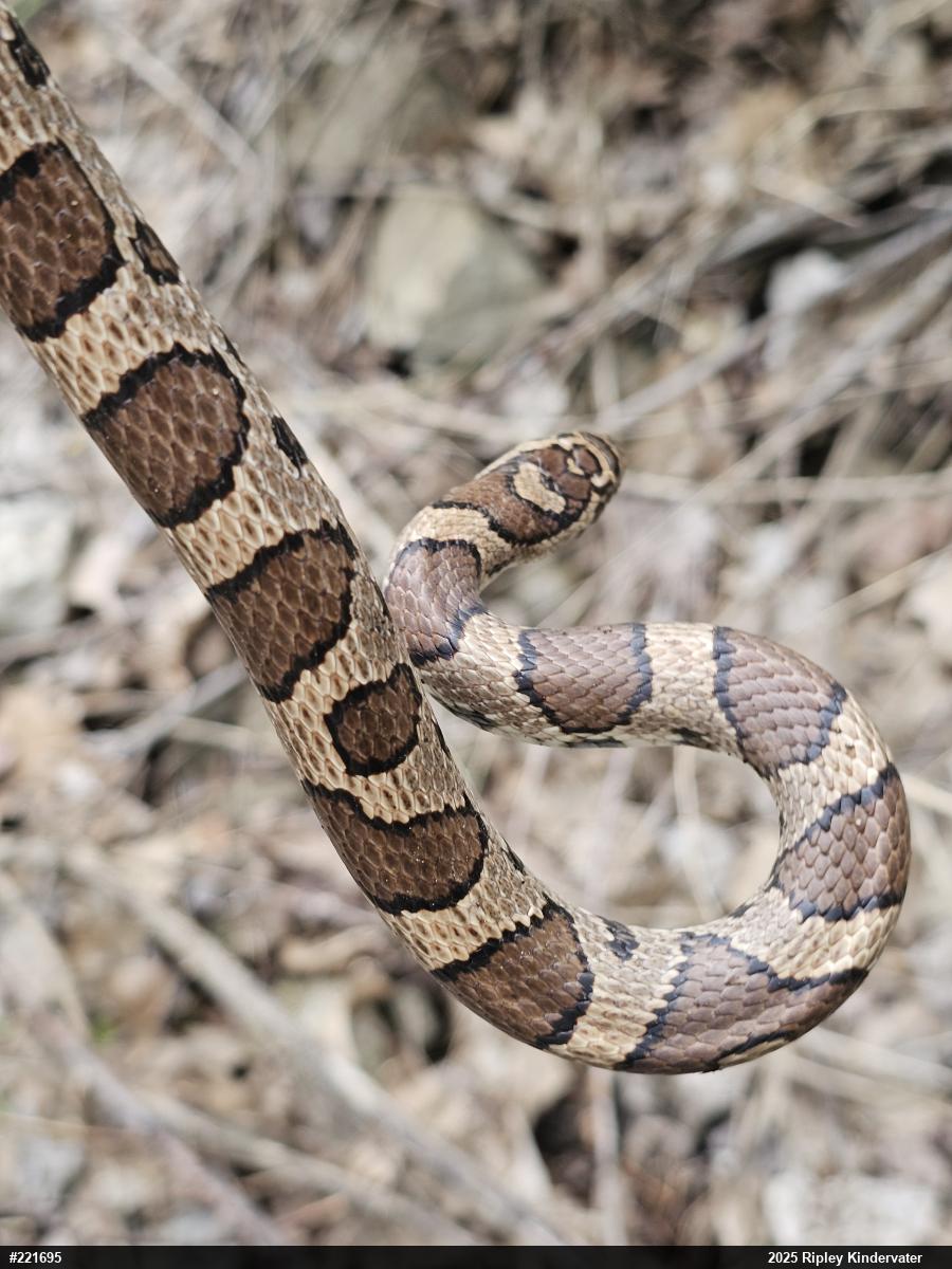 Eastern Milksnake