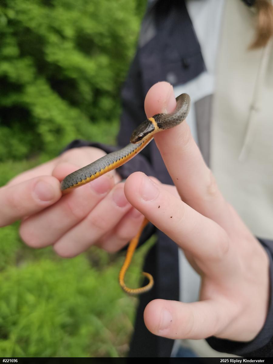 Northern Ring-necked Snake