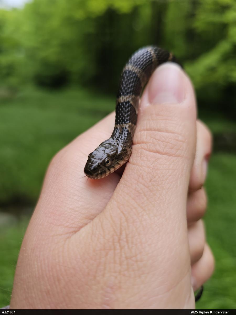 Northern Watersnake