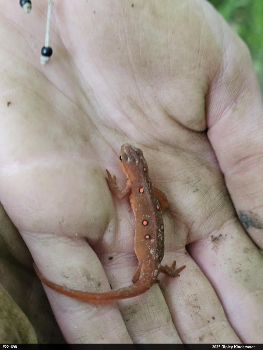 Red-spotted Newt