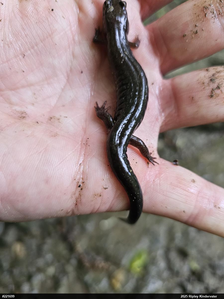 Allegheny Mountain Dusky Salamander
