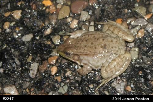 Green Frog