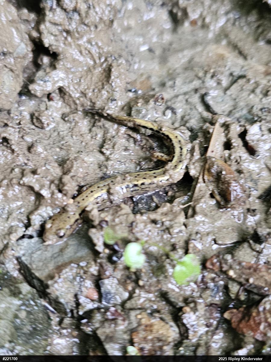 Northern Two-lined Salamander